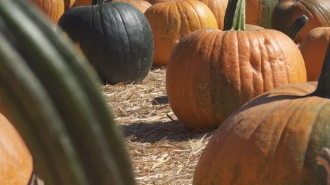 Multi colored Pumpkin patch. Hundreds of pumpkins in field, Stockbeeldmateriaal 119280571