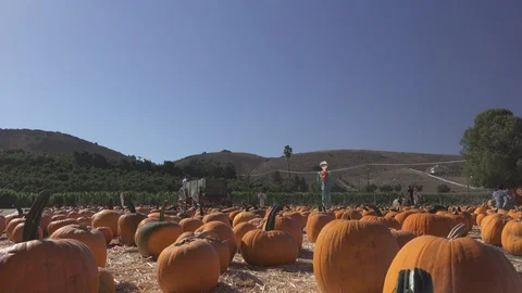 Multi colored Pumpkin patch. Hundreds of pumpkins in field, Stock Footage 119283536