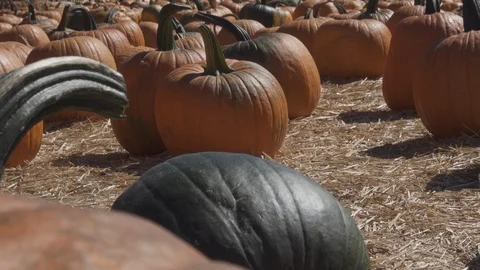 Multi colored Pumpkin patch. Hundreds of pumpkins in field, Stock Footage 119284181