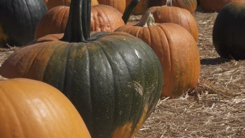 Multi colored Pumpkin patch. Hundreds of pumpkins in field, Stock Footage 119284265