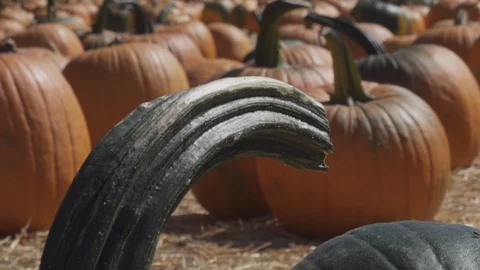 Multi colored Pumpkin patch. Hundreds of pumpkins in field, Stock Footage 119287305