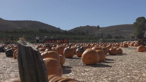 Multi colored Pumpkin patch. Hundreds of pumpkins in field, Stock Footage 119287906