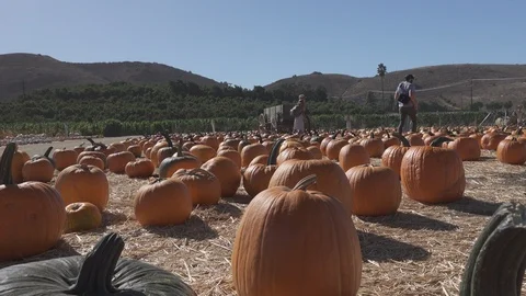 Multi colored Pumpkin patch. Hundreds of pumpkins in field, Stockbeeldmateriaal 119288289
