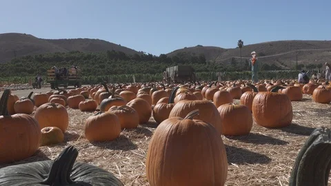 Multi colored Pumpkin patch. Hundreds of pumpkins in field, Stockbeeldmateriaal 119290221