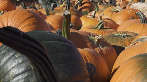 Multi colored Pumpkin patch. Hundreds of pumpkins in field, Stockbeeldmateriaal 119291247