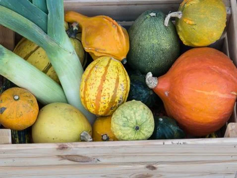 Multi-colored pumpkins are stored in a wooden box Stock Photos