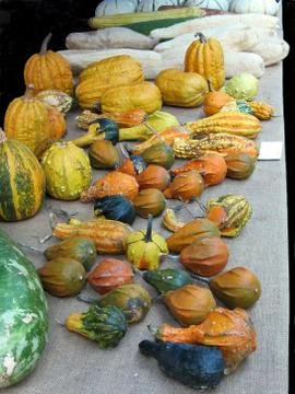Multi colored pumpkins Stock Photos