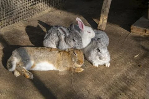 Multi-colored rabbits in zoo. Group of rabbit in farm cage or hutch. Breeding Stock Photos