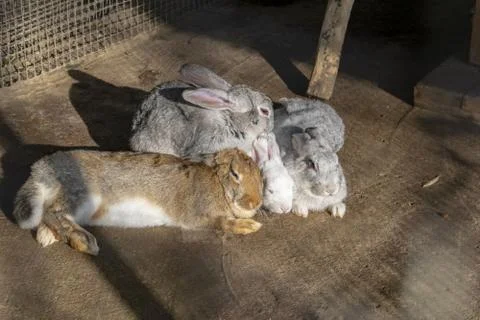 Multi-colored rabbits in zoo. Group of rabbit in farm cage or hutch. Breeding Stock Photos