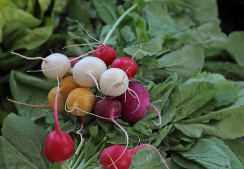 Multi-Colored Radishes Stock Photos