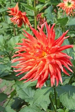 Multi colored red and orange dahlia Stock Photos