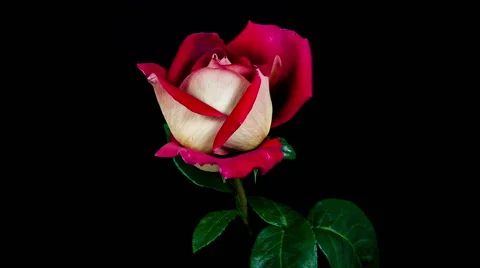 Multi colored red and yellow kronenbourg rose flower blooming timelapse Stock Footage 40054311