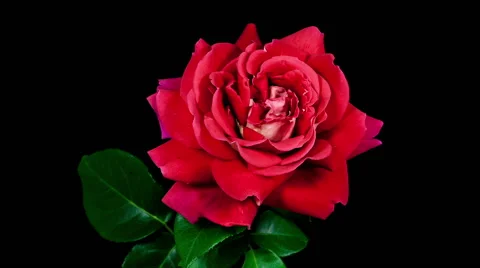 Multi colored red and yellow kronenbourg rose flower blooming timelapse Stock Footage 45617120