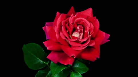 Multi colored red and yellow kronenbourg rose flower blooming timelapse Stock Footage 45617192