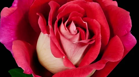 Multi colored red and yellow kronenbourg rose flower blooming timelapse Stock Footage 45837942