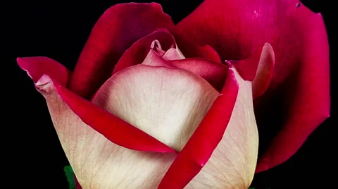 Multi colored red and yellow kronenbourg rose flower blooming timelapse Stock Footage 45839221