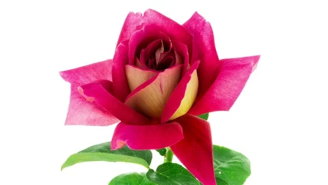 Multi colored red and yellow Kronenbourg rose flower blooming timelapse Stock Footage 88666869