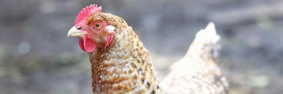 Multi colored rooster in yard closeup. Agriculture Stock Photos