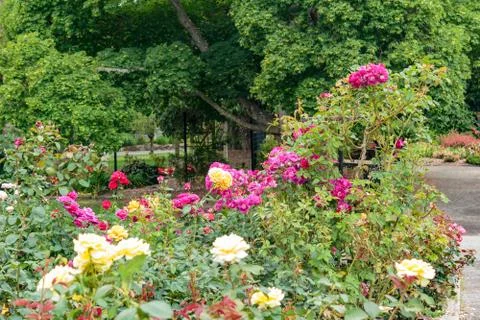 Multi colored rose bed in summer sun Stock Photos