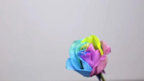 Multi-colored rose, close-up Stock Footage 99506664
