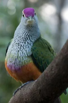Multi-colored rose-crowned fruit dove Stock Photos