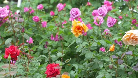 Multi-colored rose flowers in bloom, rose garden in spring Stock Footage 207420576