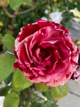 Multi-colored rose 写真素材