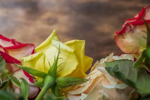 Multi-colored roses, bottom view. On a wooden background. Change your view. F Stock Photos