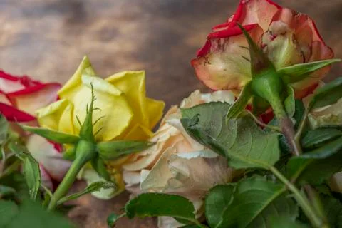 Multi-colored roses, bottom view. On a wooden background. Change your view. F Stock Photos