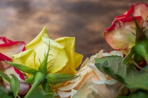 Multi-colored roses, bottom view. On a wooden background. Change your view. F Stock Photos