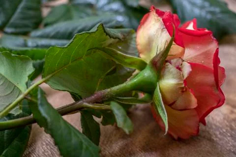 Multi-colored roses, bottom view. On a wooden background. Change your view. F Stock Photos