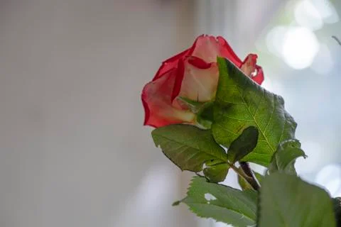 Multi-colored roses, bottom view. On a wooden background. Change your view. F Stock Photos