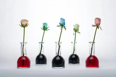 Multi-colored roses in flasks are the result of dyeing fresh flowers through the Stock Photos