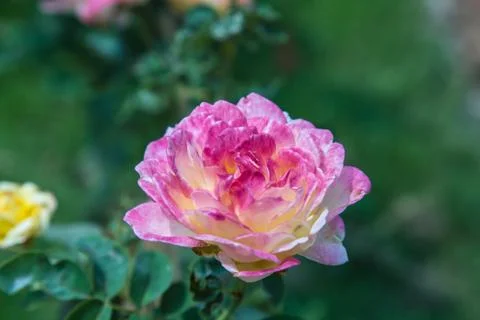 Multi-colored roses Stock Photos