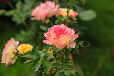 Multi-colored roses Stock Photos