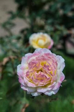 Multi-colored roses Stock Photos