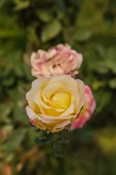 Multi-colored roses Stock Photos