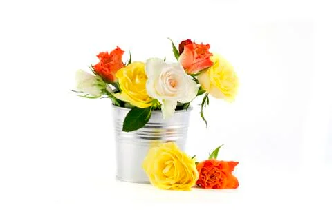Multi-colored roses on a white background Stock Photos