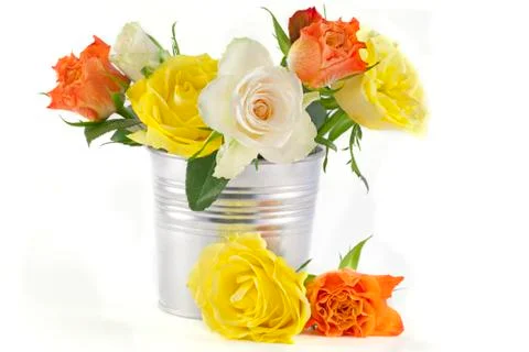Multi-colored roses on a white background Stock Photos