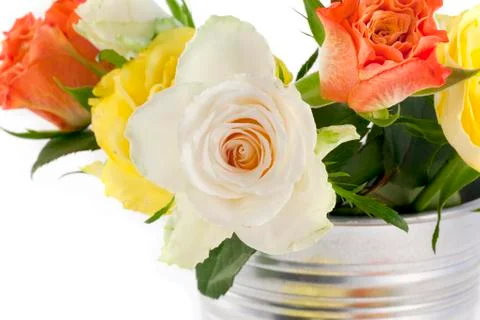 Multi-colored roses on a white background Stock Photos