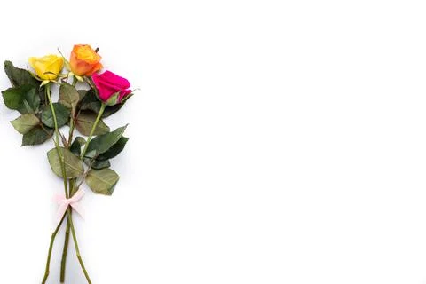 Multi-colored roses on a white background. place for text Stock Photos