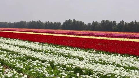 Multi colored rows of asian buttercup Stock Footage 97498705