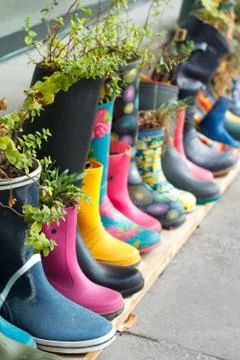 Multi-colored rubber boots as flower pots with different blooming flowers on  Foto stock