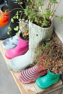 Multi-colored rubber boots as flower pots with different blooming flowers on  Stock Photos
