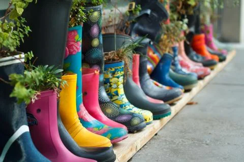 Multi-colored rubber boots as flower pots with different blooming flowers on  Stock Photos