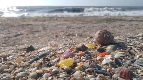 Multi-colored scalop and other shells on the sea coast Stock Footage 170351799