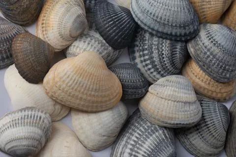 Multi colored seashells, top view. Stock Photos