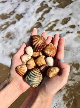Multi-colored shells in female palms on the background of the sea Stock Photos