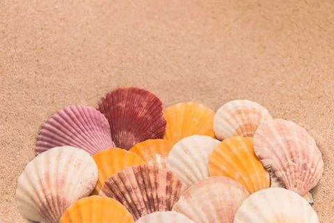 Multi-colored shells on the sand, background for travel advertising, text, Stock Photos