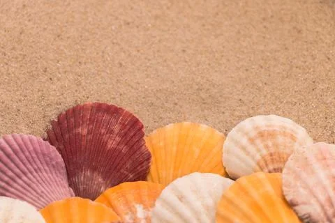 Multi-colored shells on the sand, background for travel advertising, text, Stock Photos